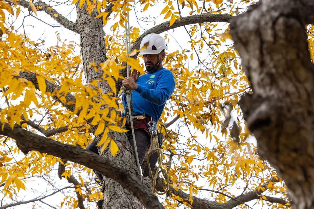 Skilled Storm Damage Cleanup crew working in Greeley